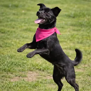 PIPA