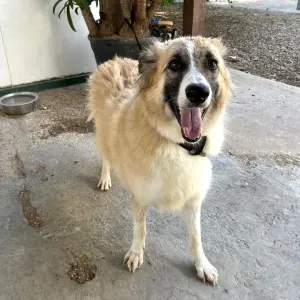 TOBY