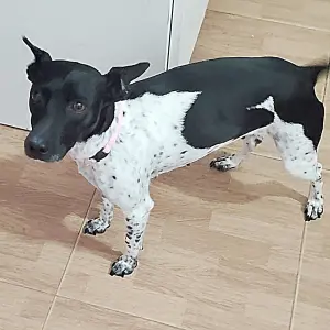 SUSI