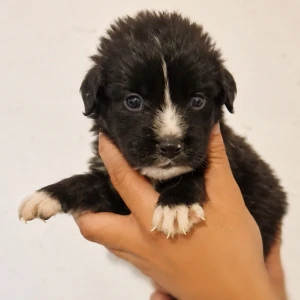 COSMO
