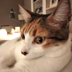 LUPI (tite chatte amour)