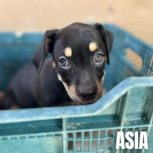 ASIA