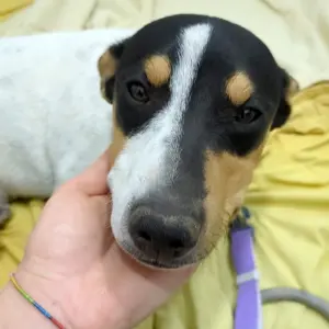 LUPO