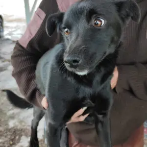 TIMO
