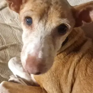 MADDIE
