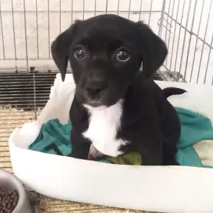 PEPITA