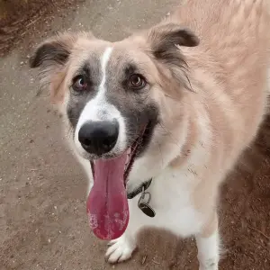 TOBY