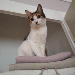 LUPI (tite chatte amour)