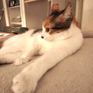 LUPI (tite chatte amour)