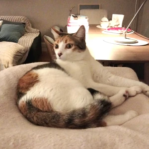 LUPI (tite chatte amour)