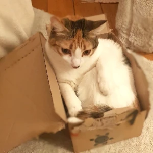 LUPI (tite chatte amour)