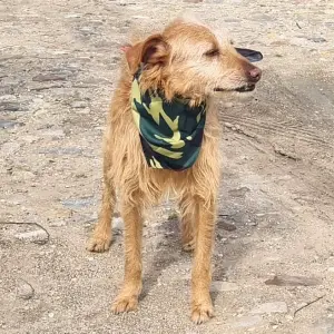 FELIX