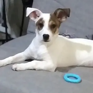 PIWI