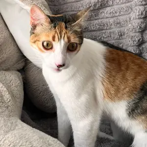 LUPI (tite chatte amour)