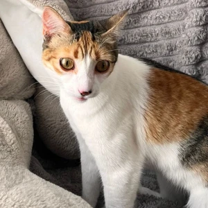 LUPI (tite chatte amour)