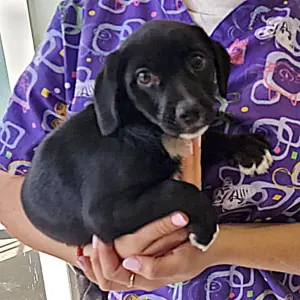 PEPITA