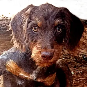 BROWNIE