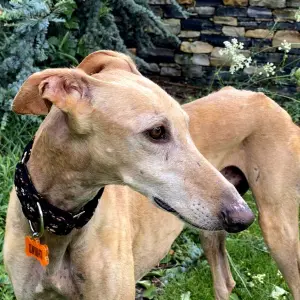GITANO