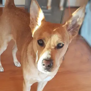 TOOKI