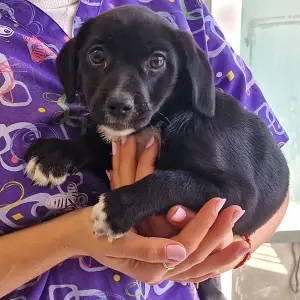 PEPITA