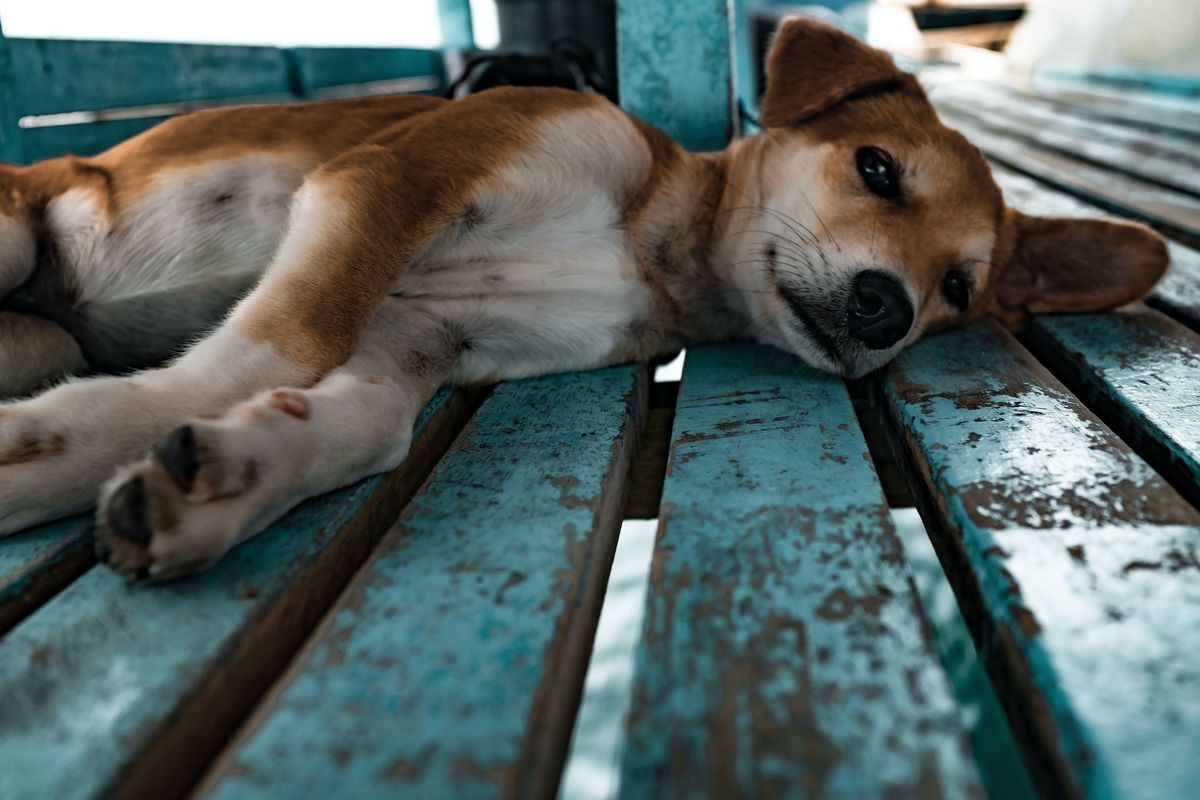 © jesse-schoff crédit Unsplash