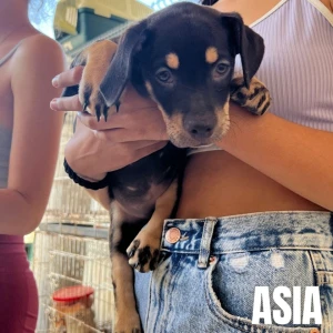 ASIA