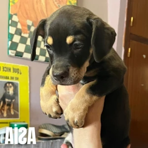 ASIA