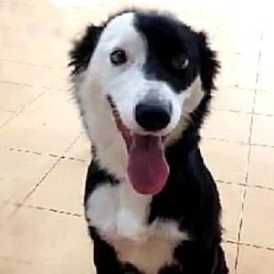 ELLA