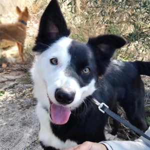 ELLA