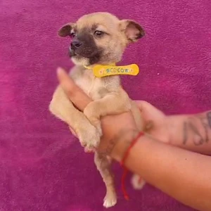 COCO
