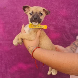 COCO