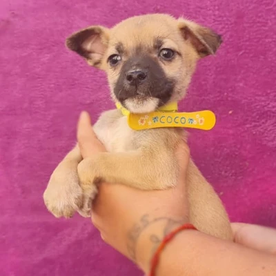 COCO