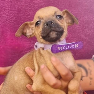 OLIVE