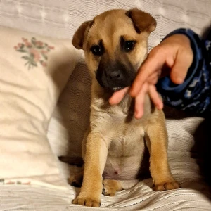 COOKIE
