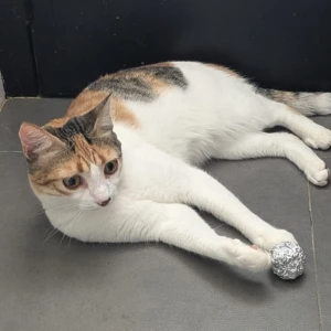 LUPI (tite chatte amour)