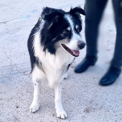 MILO