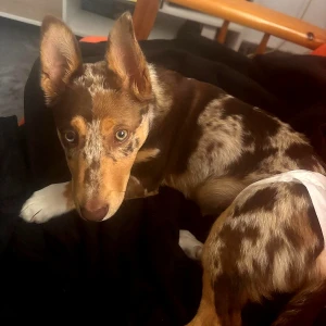 OREO