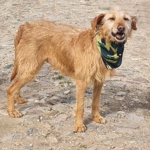 FELIX