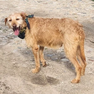 FELIX