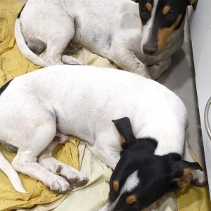 LUPO