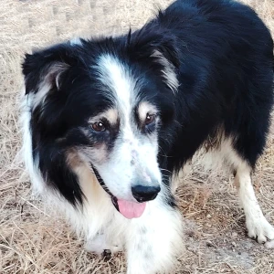 MILO