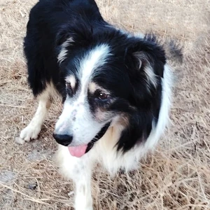 MILO