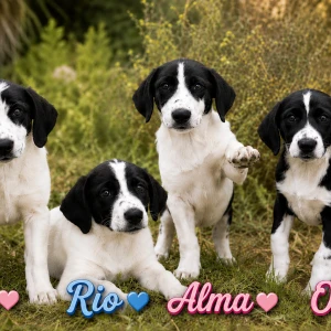 RIO