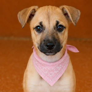 ROXY