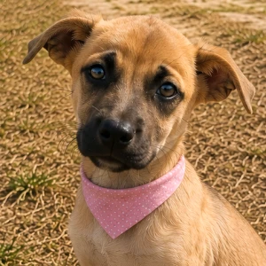ROXY