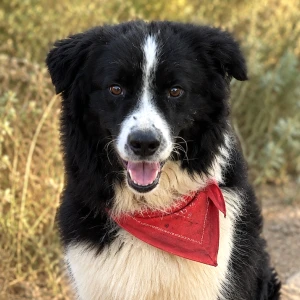 COOPER