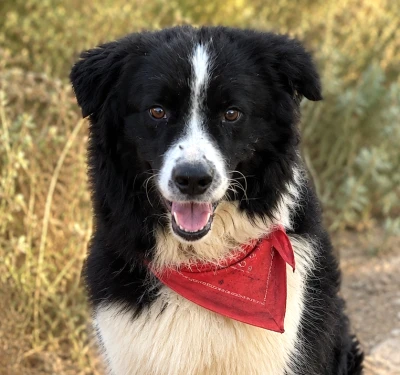 COOPER