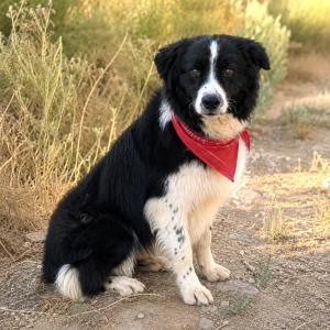 COOPER