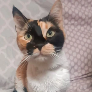 GINGER