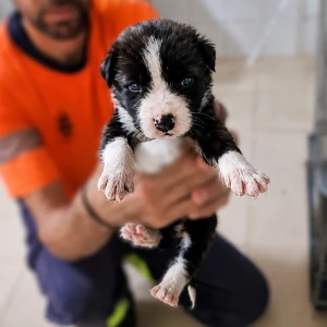 ASHA